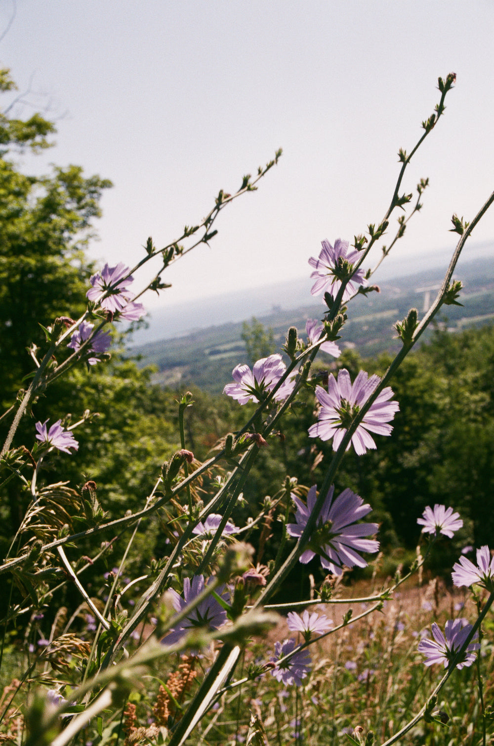lilac flowers with a view of close up trees and land with trees and fields far down off in the distance